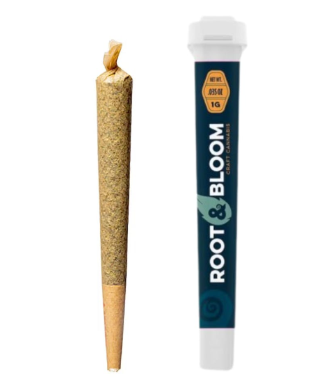 Gelato Punch Root & Bloom