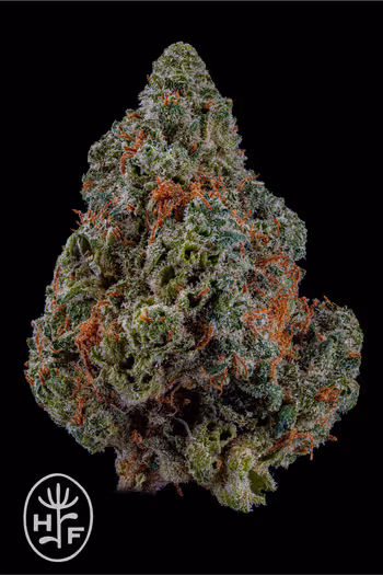 Panama Red Hamilton Farm