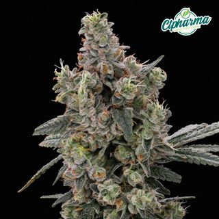 Original Glue CTPharma