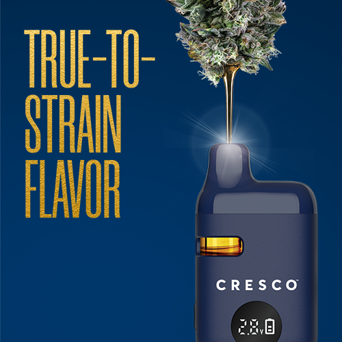 Critical Purple Kush Cresco