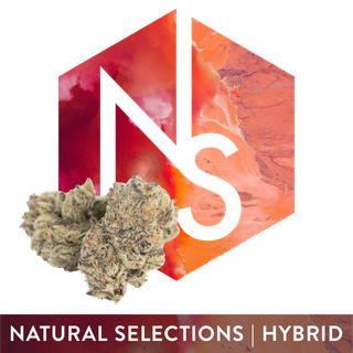 Sour Gak Natural Selections