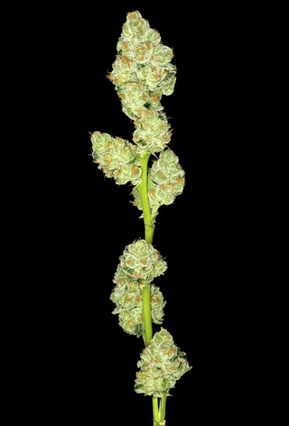 Papaya Runtz Fathom Cannabis