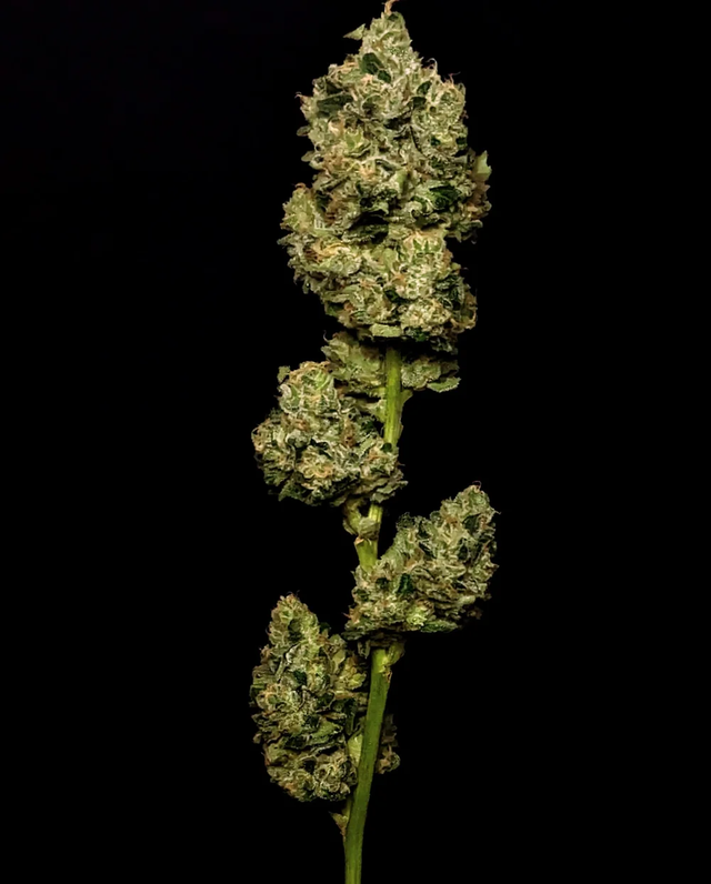 Sour London Pound Cake Fathom Cannabis Sour London Pound Cake Fathom Cannabis