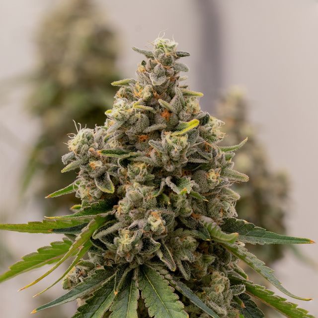 Sweetie Pie Sol-Canna