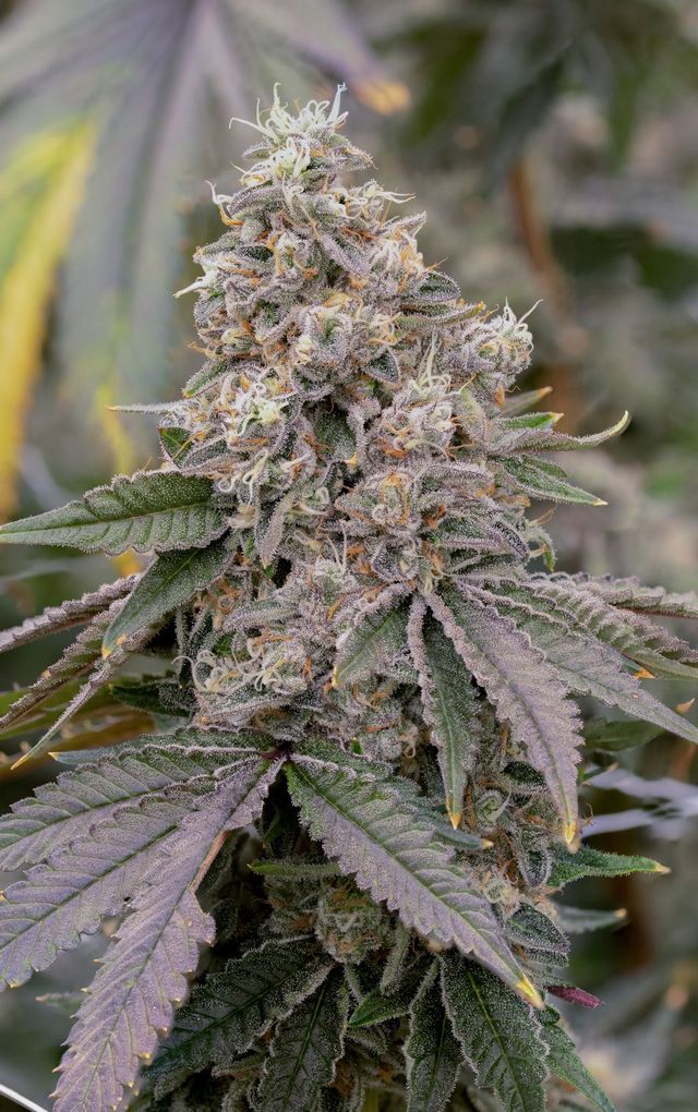 Wedding Fritter Sol-Canna