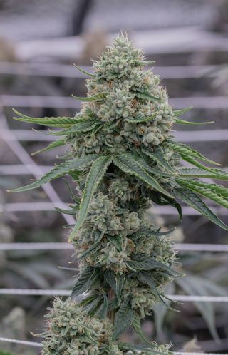 Cannabis Promo, Cannabis Sales, Cannabis Discounts, Cannabis on Sale, 25% off Sol-Canna 3