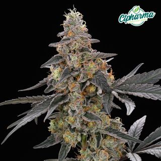 Applescotti CTPharma