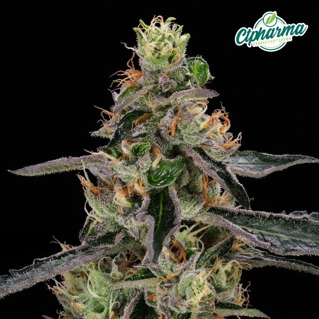 Deep Blue Gas CTPharma