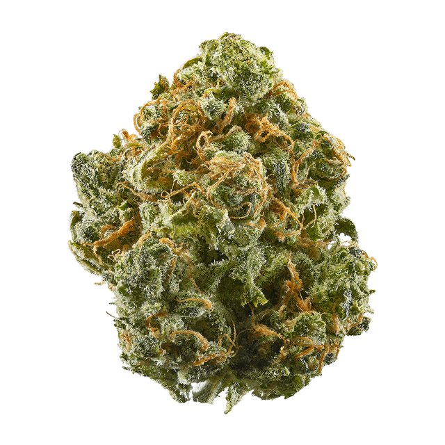 Bio Jesus Cresco