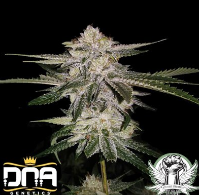Dna Genetics - Blue Dream Redemption Botanicles