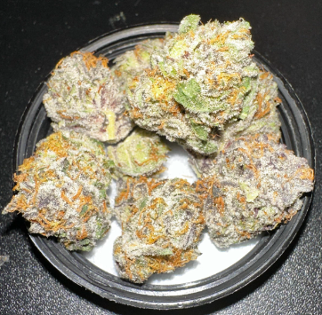 Bf X Purple Fig Pol 1/8 #5 Fig Farms