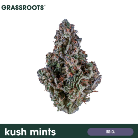 Kush Mints Grassroots