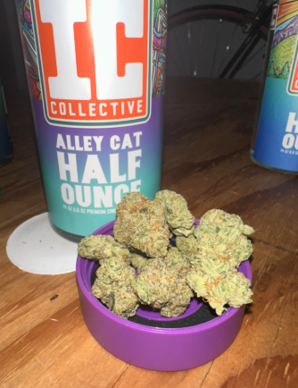 Alley Cat Ic Collective