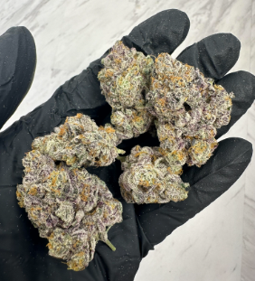 Lobo Premium - Gmo Pie 1937