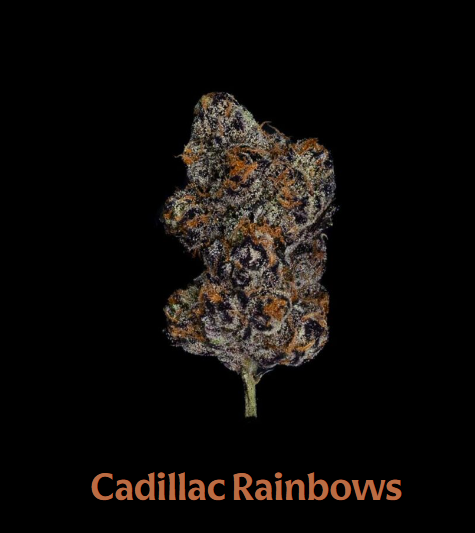 Cadillac Rainbows Nez