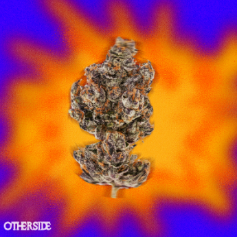 Otherside - Biscotti Nez