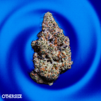 Otherside - Platinum Cake (7G) Nez