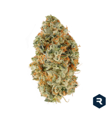 Sun King Og Revolution