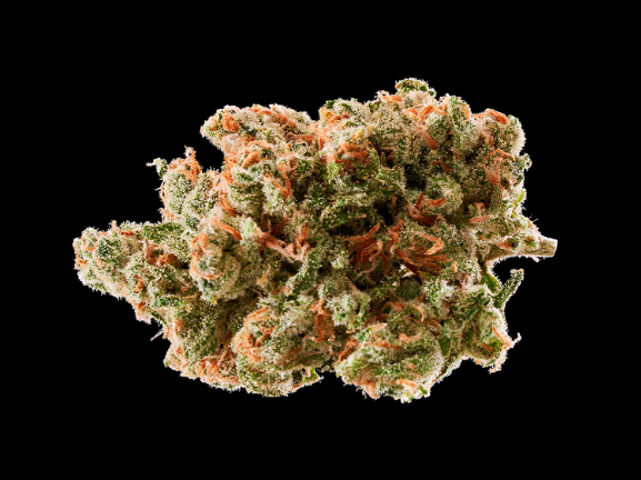 Jack Herer Rythm
