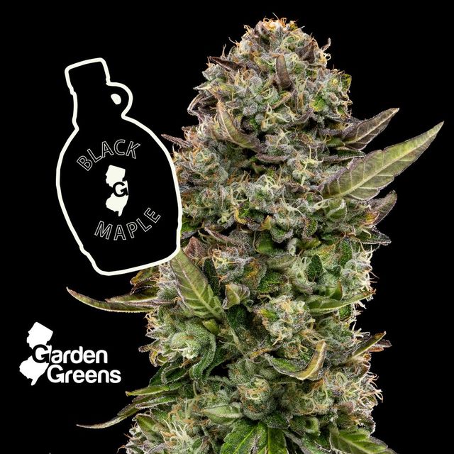 Black Maple 🍁🖤 Garden Greens