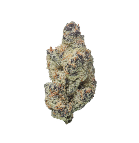 Tales & Travels - Frost Donkey Bx1 Revolution