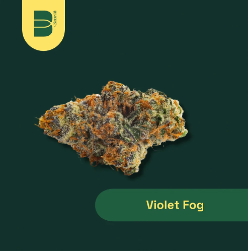 Violet Fog The Botanist