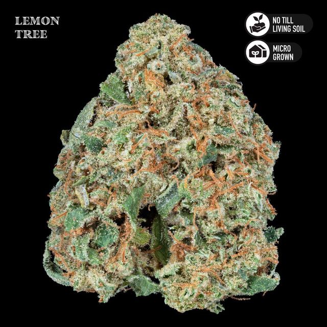 Lemon Tree Royal Genetics