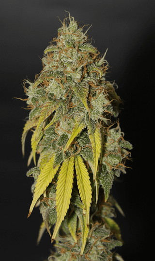 Cannabis Promo, Cannabis Sales, Cannabis Discounts, Cannabis on Sale, Battenkill 20% off 1