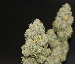 Cannabis Promo, Cannabis Sales, Cannabis Discounts, Cannabis on Sale, Battenkill 20% off 2