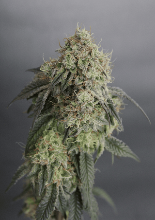 Cannabis Promo, Cannabis Sales, Cannabis Discounts, Cannabis on Sale, Battenkill 20% off 3