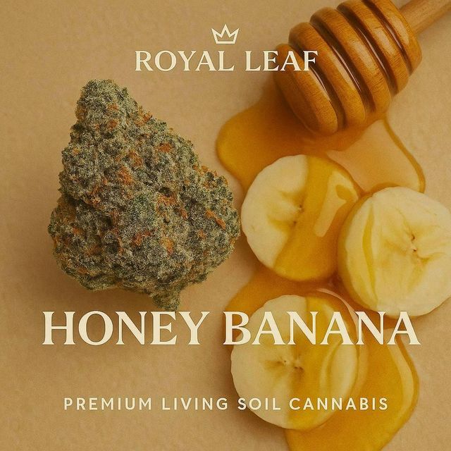 Honey Banana Royal Leaf