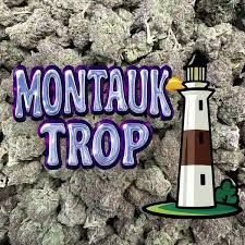 Montauk Trop Out East Canna