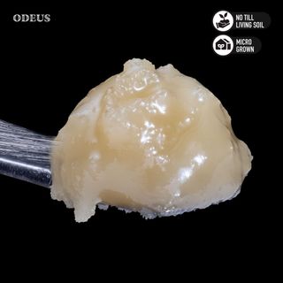 Odeus Maximus Jar Royal Genetics