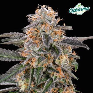 Black Amber CTPharma Black Amber CTPharma