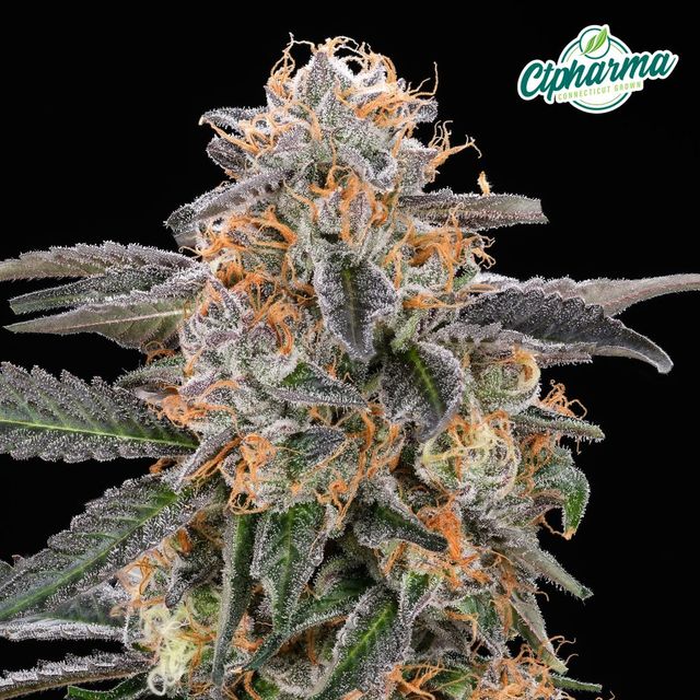 Black Amber CTPharma