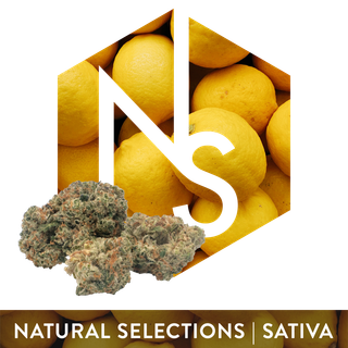 Super Lemon Haze #6 Natural Selections