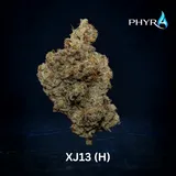 XJ-13