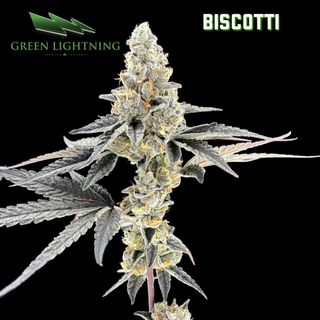 Biscotti Green Lightning