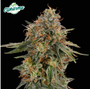 Melonade  CTPharma