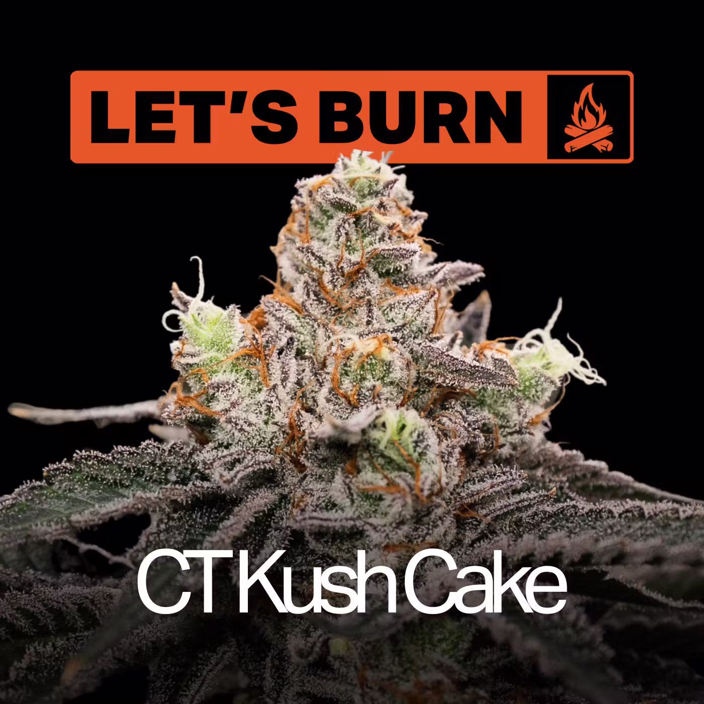 CT Kush Cake Let's Burn