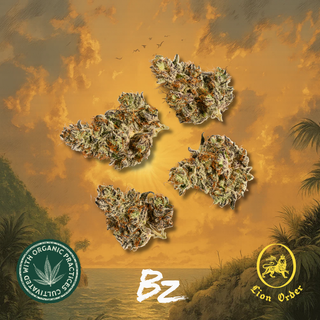 Island Sunshine BZ by Lion Order