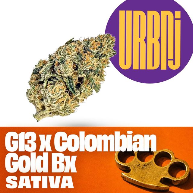 G13 x Colombian Gold Bx  URBNJ