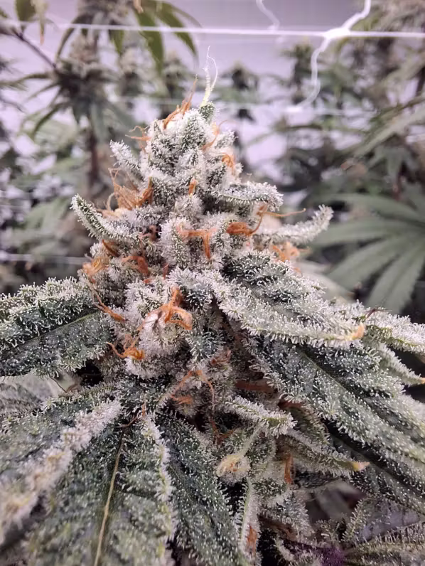 707 Kush  High Grass Premium