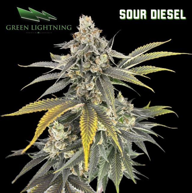 Sour Diesel Green Lightning Sour Diesel Green Lightning