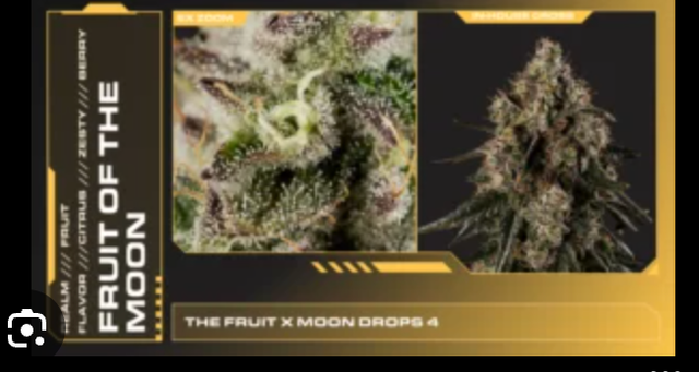 Fruit of the Moon Realm