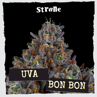 Uva Bon Bon 3.5G Flower Strane
