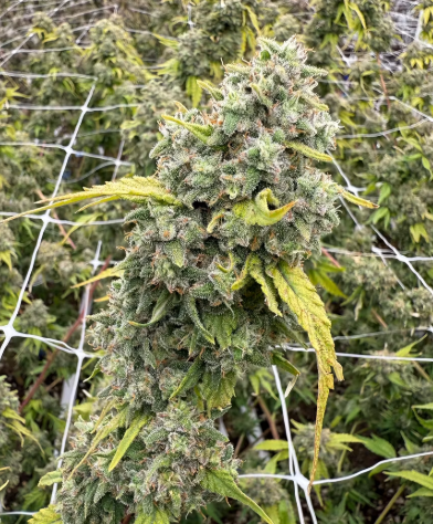 White Widow Victory Natural Farms