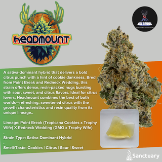Headmount - Cured Resin Volcanna