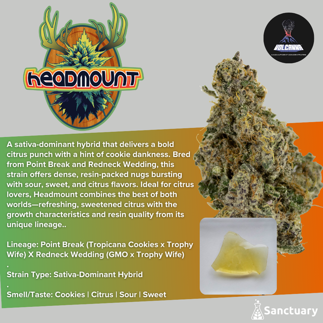 Headmount - Cured Resin Volcanna