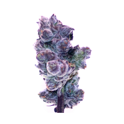 Grand Master Sexy  Flora Arbor